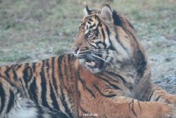 zoo-wuppertal-tschuna-daseep-13-077
