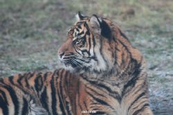 zoo-wuppertal-tschuna-daseep-13-079