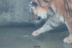 zoo-wuppertal-tschuna-daseep-13-086
