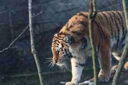 zoo-wuppertal-tschuna-daseep-13-094