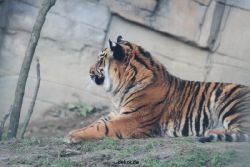 zoo-wuppertal-tschuna-daseep-13-120