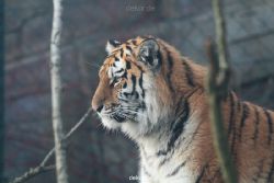 zoo-wuppertal-tschuna-daseep-13-121