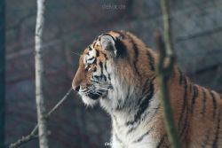 zoo-wuppertal-tschuna-daseep-13-128