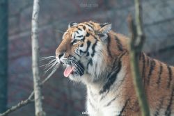 zoo-wuppertal-tschuna-daseep-13-129