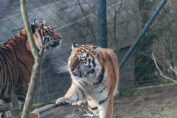 zoo-wuppertal-tschuna-daseep-13-136