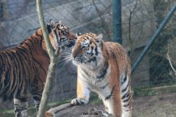 zoo-wuppertal-tschuna-daseep-13-137