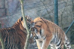 zoo-wuppertal-tschuna-daseep-13-138