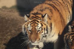 zoo-wuppertal-tschuna-daseep-14-001