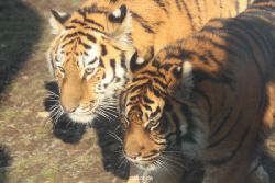 zoo-wuppertal-tschuna-daseep-14-002