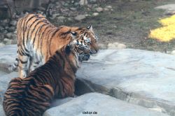 zoo-wuppertal-tschuna-daseep-14-004