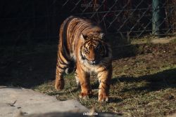 zoo-wuppertal-tschuna-daseep-14-005