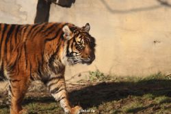 zoo-wuppertal-tschuna-daseep-14-006