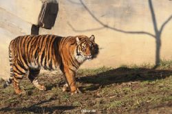 zoo-wuppertal-tschuna-daseep-14-007