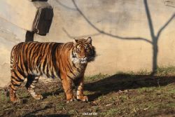 zoo-wuppertal-tschuna-daseep-14-008