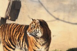 zoo-wuppertal-tschuna-daseep-14-009