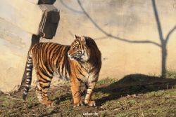 zoo-wuppertal-tschuna-daseep-14-010
