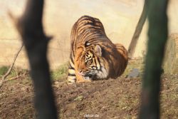 zoo-wuppertal-tschuna-daseep-14-011