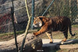 zoo-wuppertal-tschuna-daseep-14-014