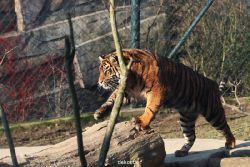zoo-wuppertal-tschuna-daseep-14-015