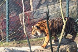 zoo-wuppertal-tschuna-daseep-14-016