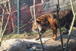 zoo-wuppertal-tschuna-daseep-14-017