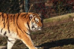 zoo-wuppertal-tschuna-daseep-14-019