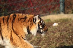 zoo-wuppertal-tschuna-daseep-14-020