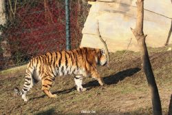 zoo-wuppertal-tschuna-daseep-14-021
