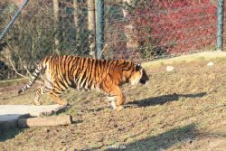 zoo-wuppertal-tschuna-daseep-14-022