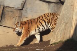 zoo-wuppertal-tschuna-daseep-14-025