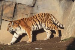 zoo-wuppertal-tschuna-daseep-14-027