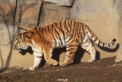 zoo-wuppertal-tschuna-daseep-14-028