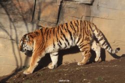 zoo-wuppertal-tschuna-daseep-14-029