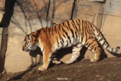 zoo-wuppertal-tschuna-daseep-14-030