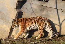zoo-wuppertal-tschuna-daseep-14-031