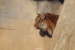 zoo-wuppertal-tschuna-daseep-14-033