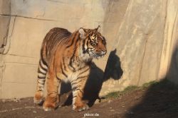 zoo-wuppertal-tschuna-daseep-14-042