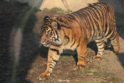 zoo-wuppertal-tschuna-daseep-14-043