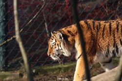 zoo-wuppertal-tschuna-daseep-14-044