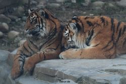 zoo-wuppertal-tschuna-daseep-14-045
