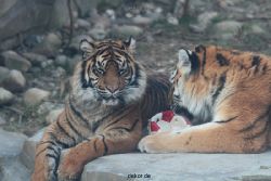 zoo-wuppertal-tschuna-daseep-14-046