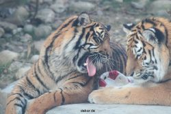 zoo-wuppertal-tschuna-daseep-14-049