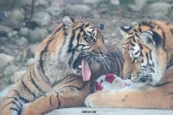zoo-wuppertal-tschuna-daseep-14-050