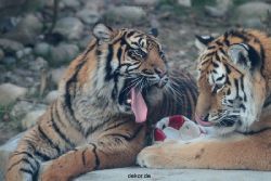 zoo-wuppertal-tschuna-daseep-14-051