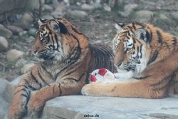 zoo-wuppertal-tschuna-daseep-14-056