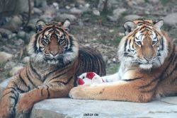zoo-wuppertal-tschuna-daseep-14-057