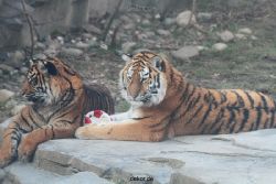 zoo-wuppertal-tschuna-daseep-14-058