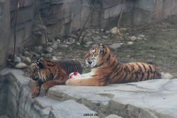 zoo-wuppertal-tschuna-daseep-14-059