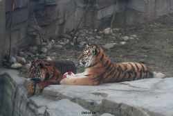 zoo-wuppertal-tschuna-daseep-14-060