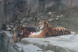 zoo-wuppertal-tschuna-daseep-14-061